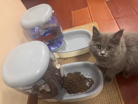 上门喂猫服务~节假日工作日均可上门